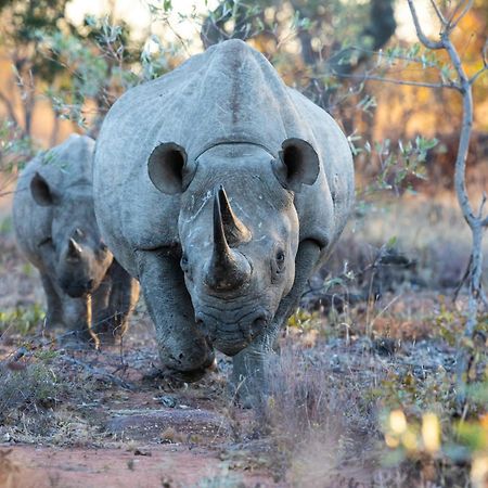 Nedile Lodge Welgevonden Doğa Koruma Alanı Dış mekan fotoğraf