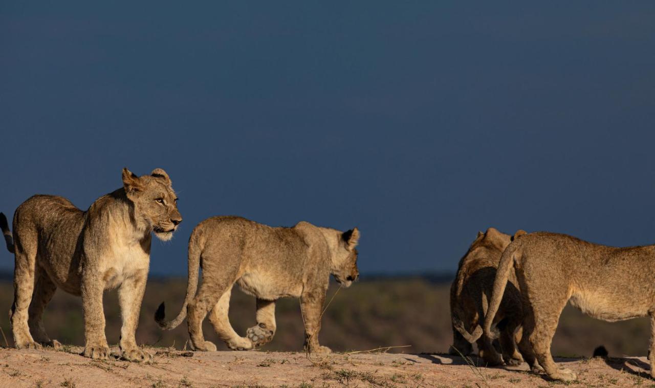 Nedile Lodge Welgevonden Doğa Koruma Alanı Dış mekan fotoğraf