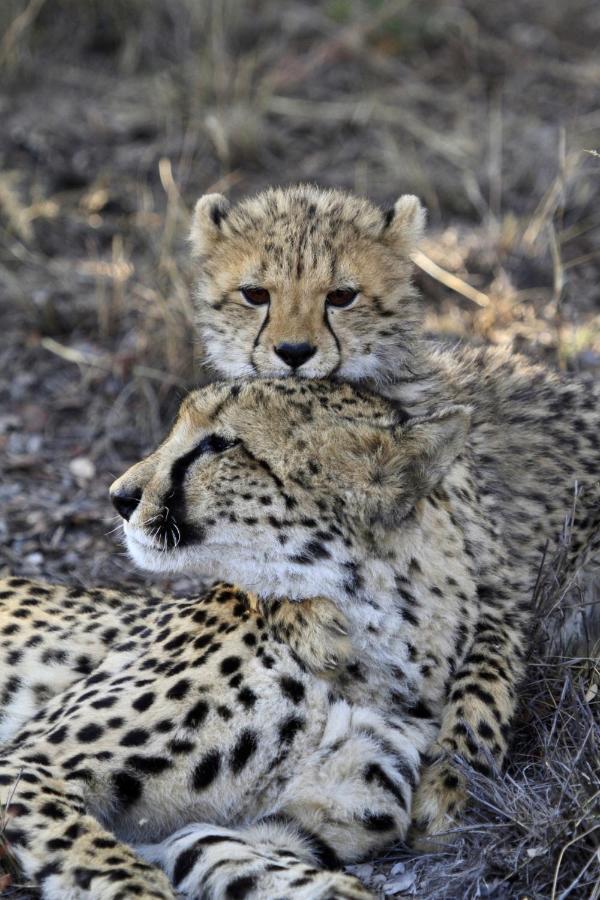 Nedile Lodge Welgevonden Doğa Koruma Alanı Dış mekan fotoğraf