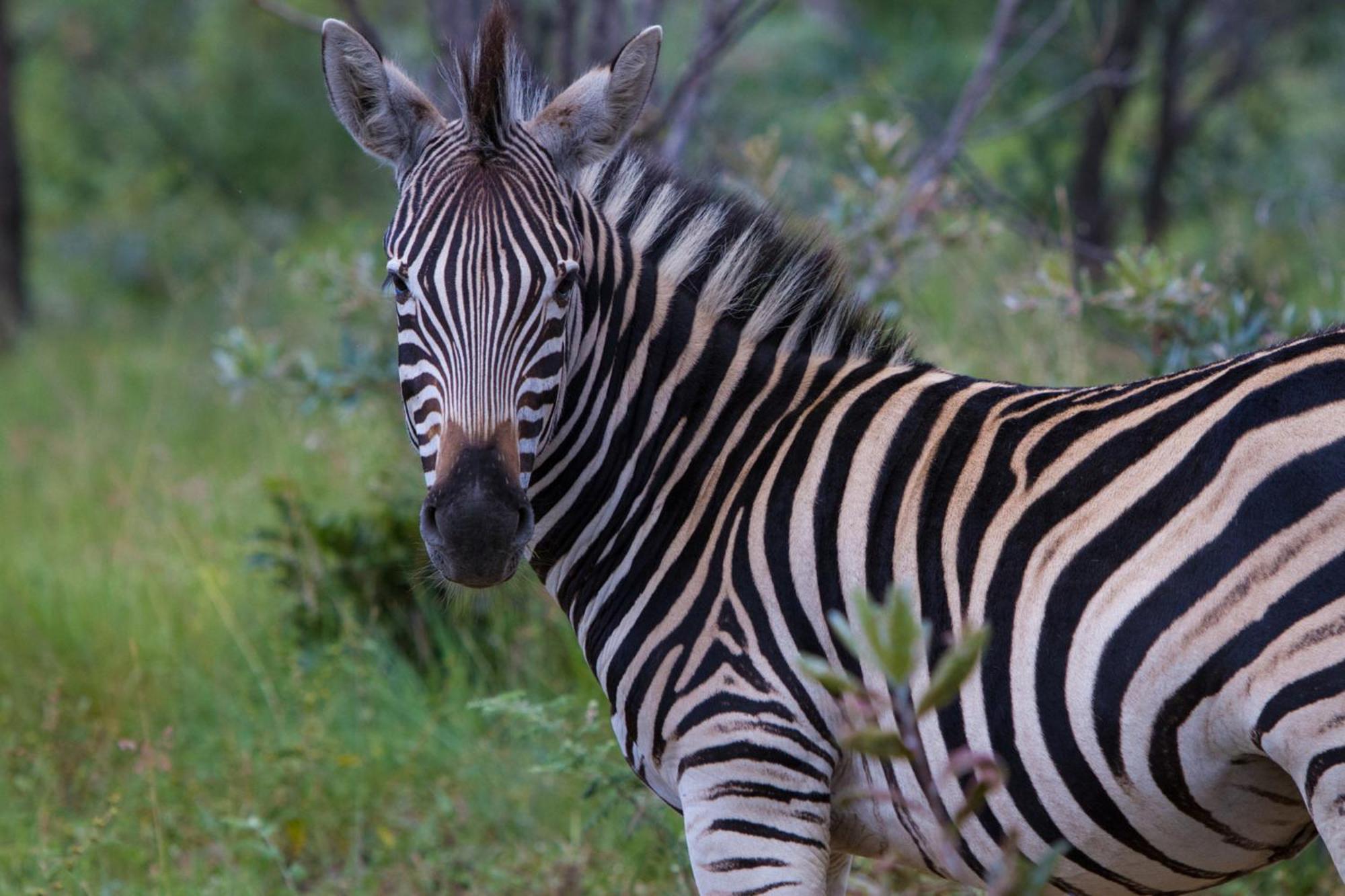 Nedile Lodge Welgevonden Doğa Koruma Alanı Dış mekan fotoğraf