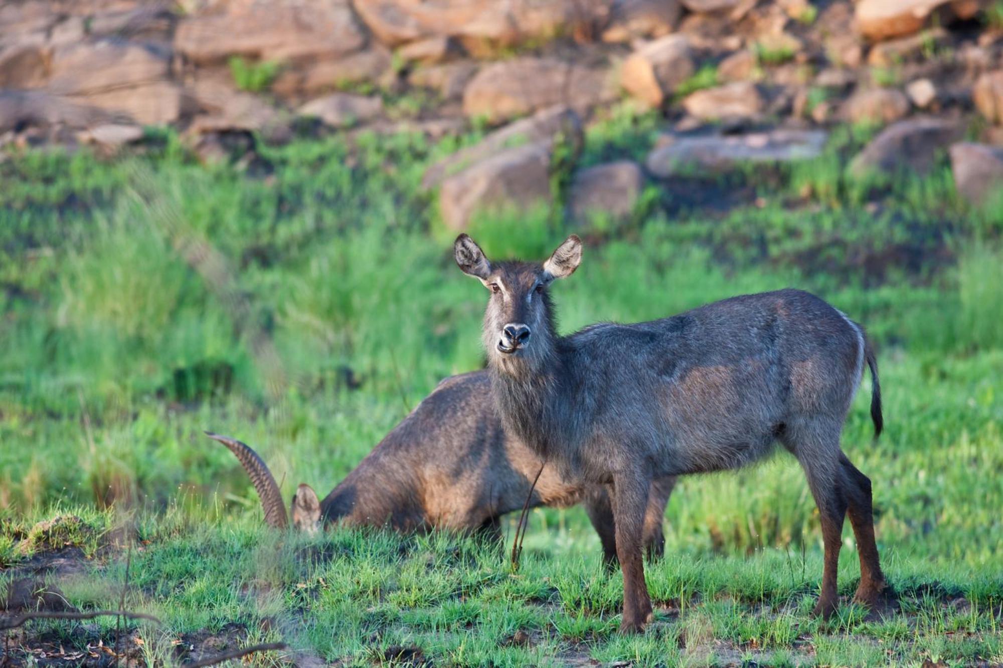 Nedile Lodge Welgevonden Doğa Koruma Alanı Dış mekan fotoğraf