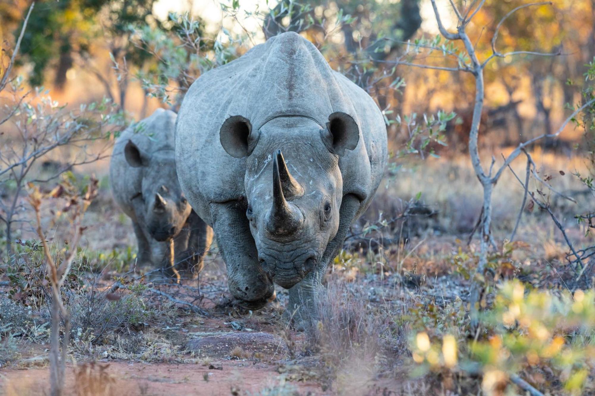 Nedile Lodge Welgevonden Doğa Koruma Alanı Dış mekan fotoğraf